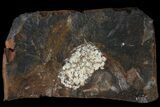 Fossil Flowering Plant Reproductive Structure - North Dakota #95379-1